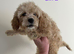 Cavapoo
