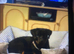 Top pedigree kc reg Rottweiler for top bloodline show parents