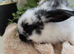 Beautiful baby mini lops