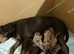 American bully x