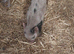 FREE selection of Kune Kune x piglets