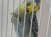 YELLOWFACED lime green cock bird ring number 36 Red ring 2024 bred