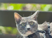 Cat 2-year-old female great pregnant