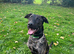 F1 Bullherder for forever home