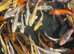 Japanese Koi for sale