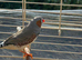 Zabra finch