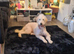 3 year old labradoodle