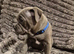 Blue Staffordshire bull terrier pups