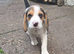 Beautiful Beagle Puppies