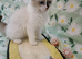 Active kittens of Champion Status dad
