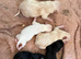 New born puppies 10th June