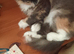 Cat for sale