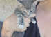 Kittens