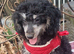 Adorable Miniature poodle Puppies