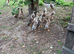 Ducklings for sale