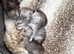 Persian chinchilla