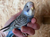 Baby budgies