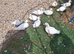Cal ducks - White - this years