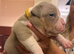 Pocket bullys