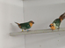 DNA pied sea green parrot finches for sale