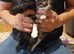 6 kittens