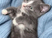 Last kitten left ready now