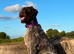 Kc reg german wirehaired pointer puppies for sale