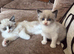 2 gorgeous kittens left
