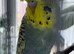 female exhibition budgie