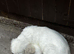 3 purebred golden retriever puppies available
