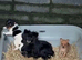 Pom x Jack Russell