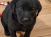 KC registered black labrador pups