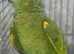 MALE BLUE FRONT AMAZON