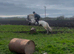 5yo Show Quality Cob 14.2hh