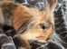 Free rabbit looking for a good home