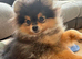 6month old male pomeranian kc