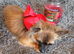 Tcup chihuahua girl