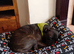Cane corso x Staffie for rehoming