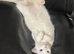 I want to rehome my cat