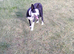 2 year old border collie