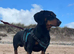 Rollo