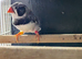 Pied blackcheek cock