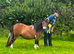 Tawna bred Miniature Shetland Mare