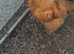 Silkie cockeral