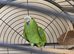 Yellow shouldered Amazon