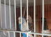 Budgies for Sale