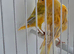 BEAUTIFUL PAIR OF YELLOW SATINET X YELLOW ISABEL