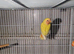 Lovebirds