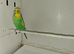 Breeding pair budgies