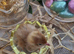 Easter chics to order
